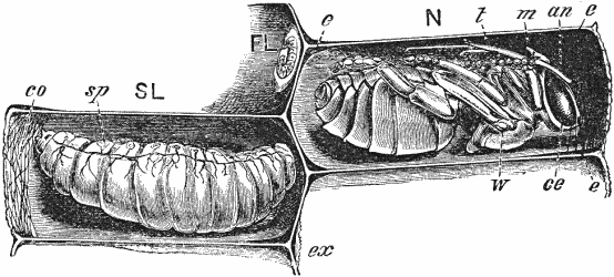 Larvae and Pupa of Hive-bee (Apis mellifica).