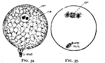 FIG. 35-35