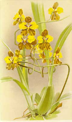 Oncidium macranthum.