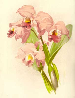 Cattleya labiata.