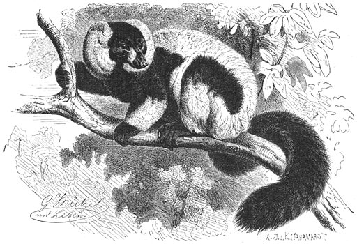 Vari (Lemur Varius) ½ v.d. ware grootte.