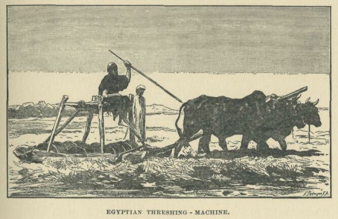 041.jpg Egyptian Threshing-machine 