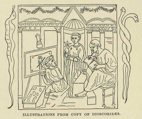 291.jpg Illustrations from Copy of Dioscoride 