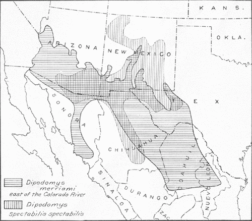Fig. 1.—Range, east of the Colorado River, of Dipodomys spectabilis spectabilis compared with that of Dipodomys merriami. Cross hatching indicates area of overlapping of the two forms. The range of Dipodomys deserti, not shown on the map, is west of that of spectabilis, and so far as known the two do not overlap.