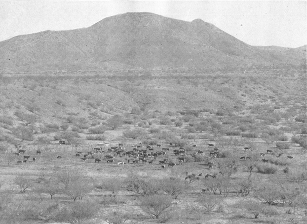Plate II. Fig. 1.—Winter View of Area Inhabited by Kangaroo Rats.