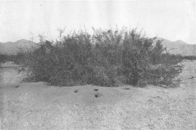 Plate III. Fig. 1.—Kangaroo Rat Mound (Dipodomys s. spectabilis).