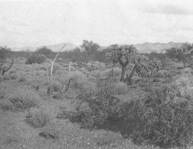 Plate IV. Fig. 2.—Range Conditions Less Favorable to Kangaroo Rats.