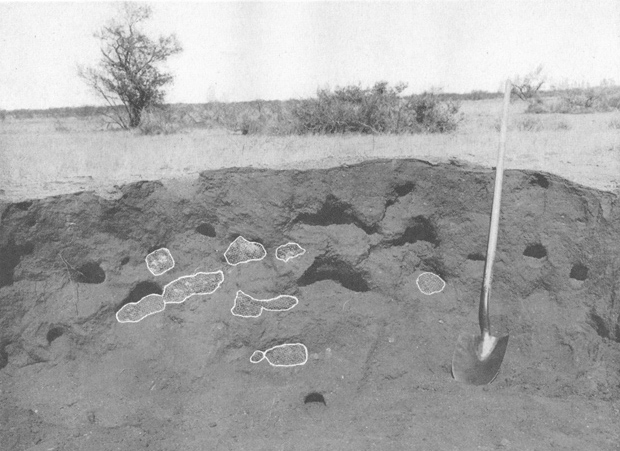 Plate VII. Fig. 1.—Den Excavated on Range Reserve.