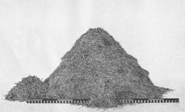 Plate VIII. Fig. 1.—Content of Den Excavated in New Mexico.