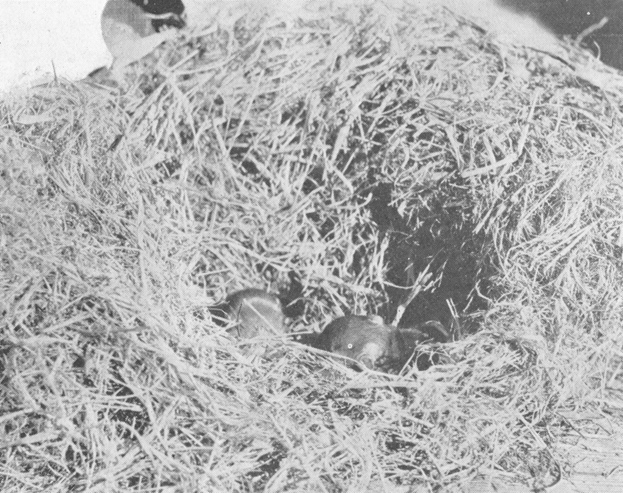 Plate IX. Fig. 1.—Kangaroo Rat Nest and Young.