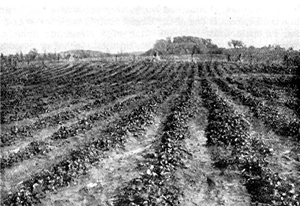 Field of No. 3 June-bearing strawberries at State Fruit-Breeding Farm.