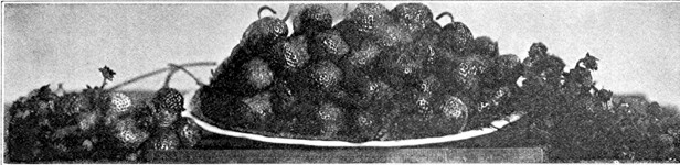 Everbearing strawberries, No. 1017. Minnesota State Fruit-Breeding Farm. Gathered October 12, 1915.