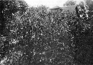 A Surprise plum tree growing on the place of Prof. A. G. Ruggles. It bore in 1914 four bushels, having been well sprayed with arsenate of lead and bordeaux mixture.