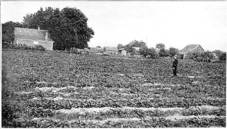 A two-acre field of Dunlap strawberries on place of A. W. Richardson, at Howard Lake.