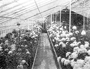 Chrysanthemums in flower in University Farm greenhouses.