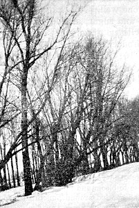 A windbreak at Dewain Cook's, mostly white willow.