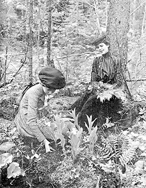 The home of the Lady Slipper—Moccasin Flower.  The Minnesota State Flower.