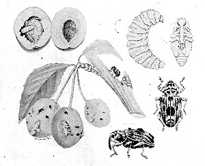 The curculio in its stages of growth, and its fruit injury.