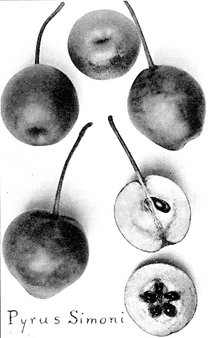 Pyrus Simoni  The hardy, blight-proof sand pear used by Prof. N. E. Hansen in breeding pears for the Northwest. A careful study of our eastern Arctic pears has been made recently by Mr. Alfred Rehder, botanist at Arnold Arboretum, and this form of sand pear is now called Pyrus Ovoidea instead of Pyrus Sinensis, or Pyrus Simoni.