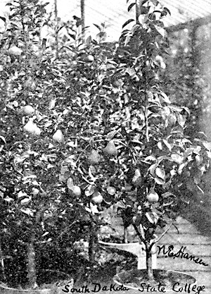 Crossing work in pears—view in Prof. N. E. Hansen's Fruit-Breeding Greenhouse, State College, Brookings, S. D.