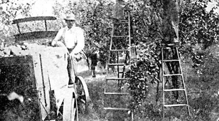 A load of apples from P. L. Keene's orchard, near Mankato