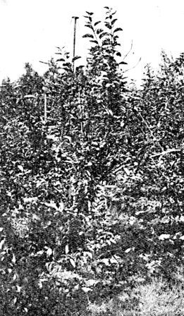 View of apple tree with fruit laden branches supported by pipe or wire.