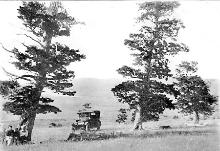 Veteran Douglas Fir, standing miles out from the protecting mountain, exposed to all the fierce winds of the plains.