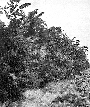 American Elm windbreak at Devil's Lake, N. D.