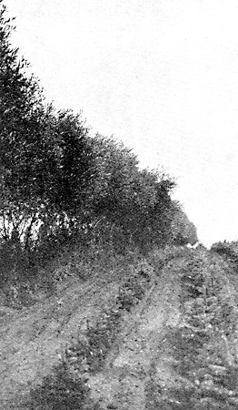 White Willow windbreak at Devil's Lake, N. D.