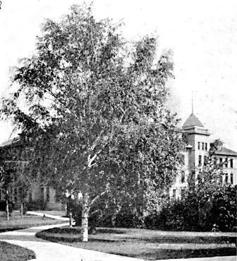 Cat-leaf weeping birch and shrubbery on campus of Agricultural College at Fargo, N. D.