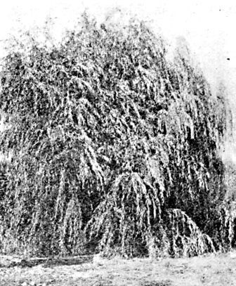 Niobe willow (Salix vitellina, var. pendula nova), on campus N. D. Agri. College, Fargo.