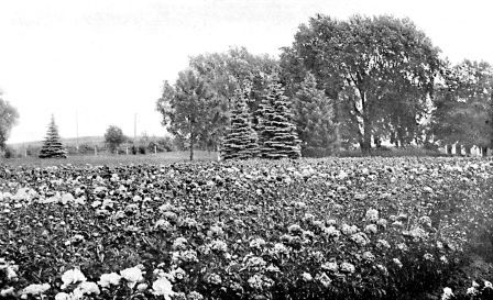 Distant view of a field of three year old seedling peonies on the grounds of Brand Nursery Co., at Faribault, Minn.