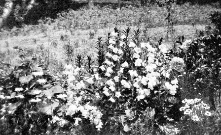 Perennial border. Edging of pinks and Shasta daisies, pink canterbury bells and Festiva Maxima peony. Behind, pyrethrum, uliginosum and hollyhocks. Blue flowering flax adds depth to the pink and white.