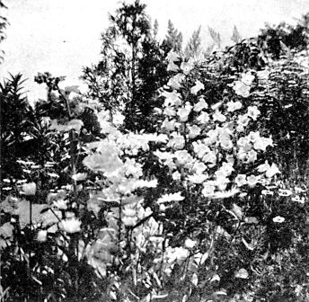 Pink and white pinks, field and Shasta daisies, canterbury bells and hollyhocks.