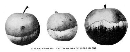 A PLANT-CHIMERA: TWO VARIETIES OF APPLE IN ONE.  Golden Russet and Boston Stripe combined in the same fruit, as the result of a graft. Trees producing these apples bear only a few fruits of this combination; the rest of the crop belongs entirely to one or other of the two varieties concerned. The explanation of these chimeras is that the original buds of the scion failed to grow, after the graft was made, but an adventitious bud arose exactly at the juncture of stock and scion, and included cells derived from both. These cells grow side by side but remain quite distinct in the same stem, each kind of cell reproducing its own sort. From "Journal of Heredity," May, 1914. Published by the "American Genetic Association," Washington, D. C.