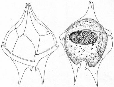 Ventral and dorsal aspects of Peridinium divergens