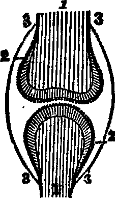 Illustration: Fig. 17. Bones of a joint.