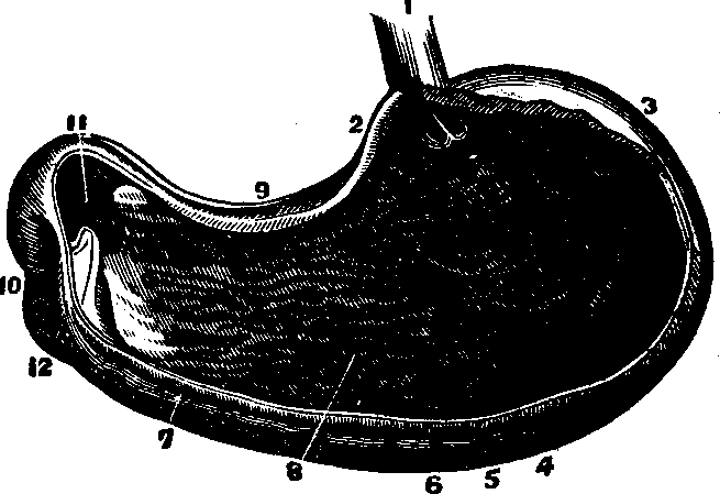 Illustration: Fig. 28. A representation of the interior of the stomach.