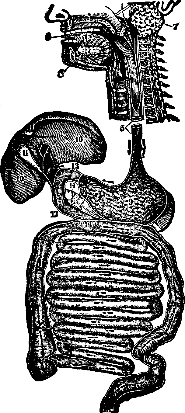 Illustration: Fig. 34. Digestive organs. 