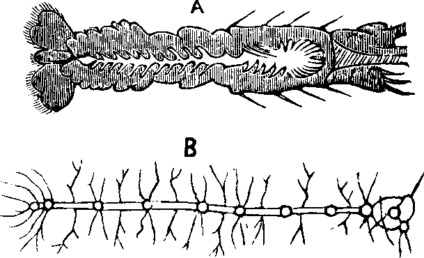 Illustration: Fig. 67.