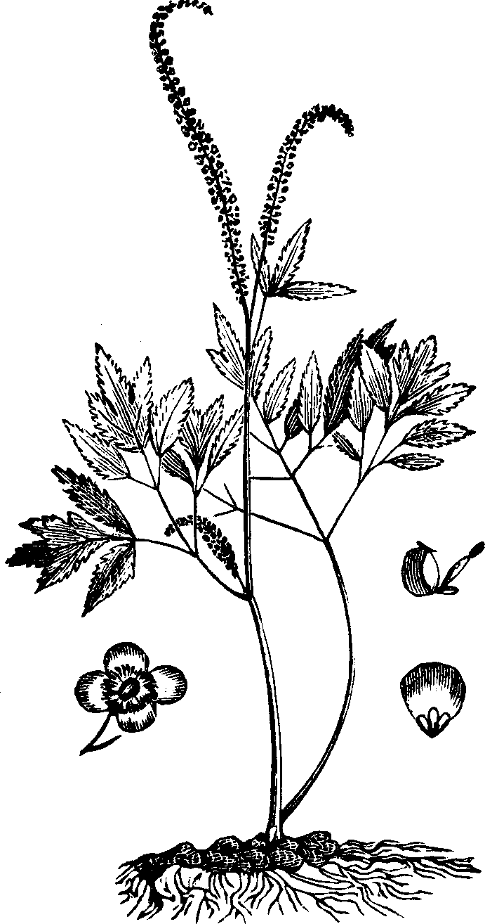 Illustration: Fig. 114. Black Cohosh. 