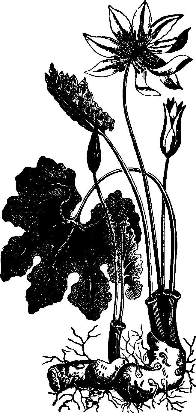 Illustration: Fig. 115. Blood-root. 