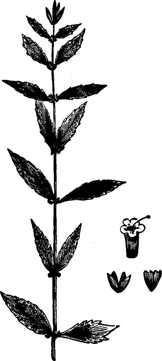 Illustration: Fig. 123. Bugle-weed. 