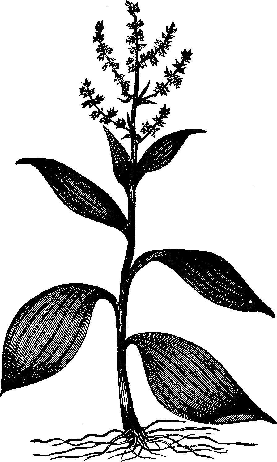 Illustration: Fig. 137. American Hellebore. 