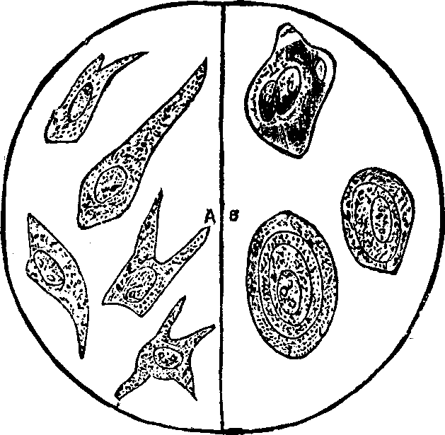 Illustration: Fig. 8.