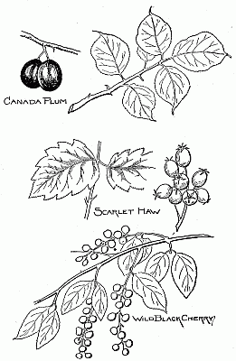 Fruits found principally in the north and the middle west.