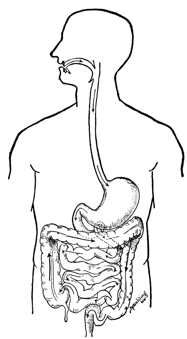 A diagram of the digestive system.