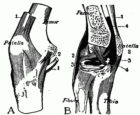 Fig. 103