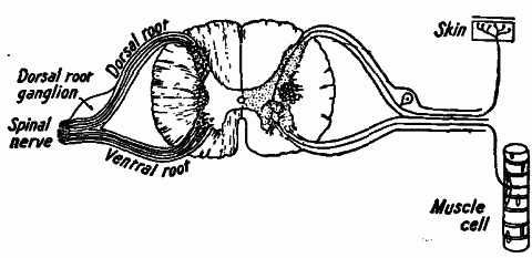 Fig. 135