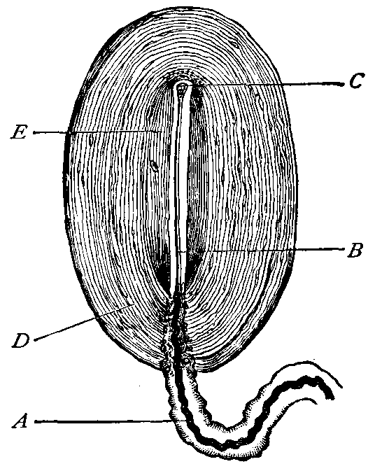 Fig. 145